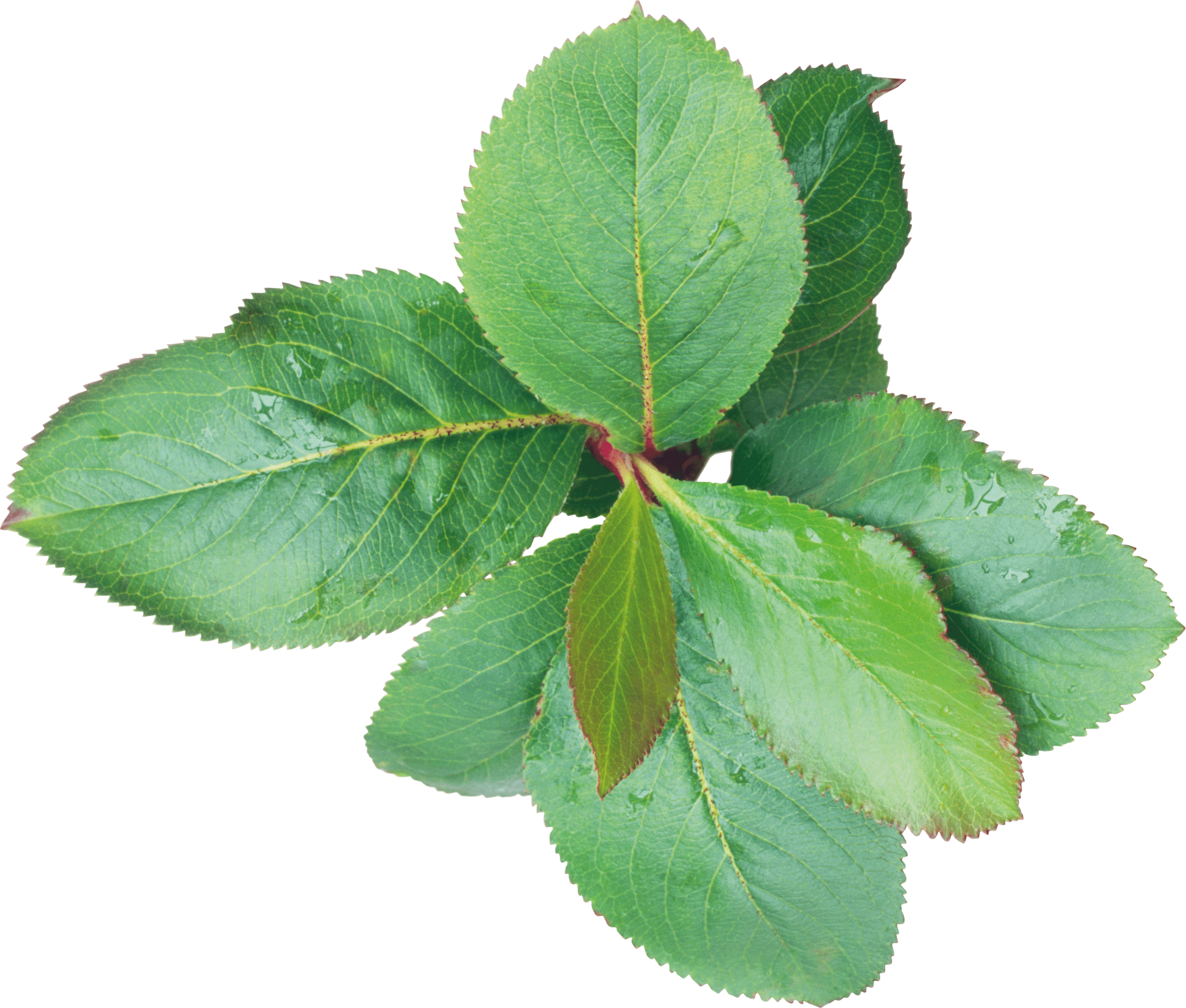 Green Leaf Png PNG Image