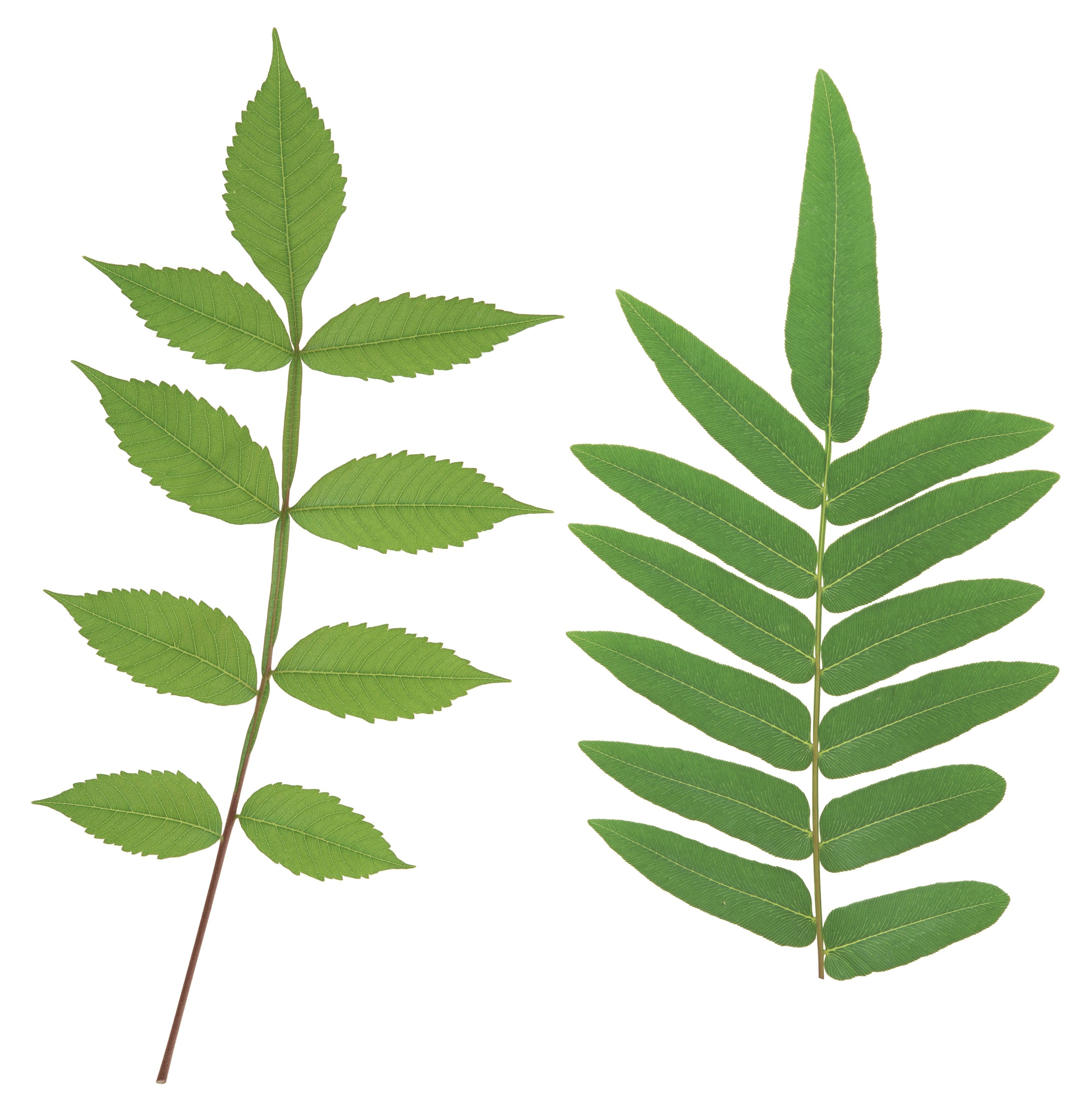 Green Leaf Png PNG Image