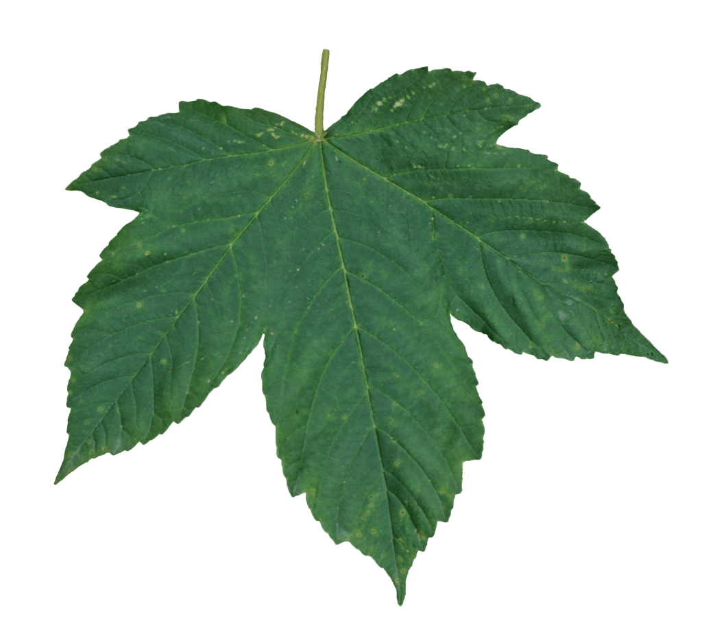 Green Leaf Png PNG Image