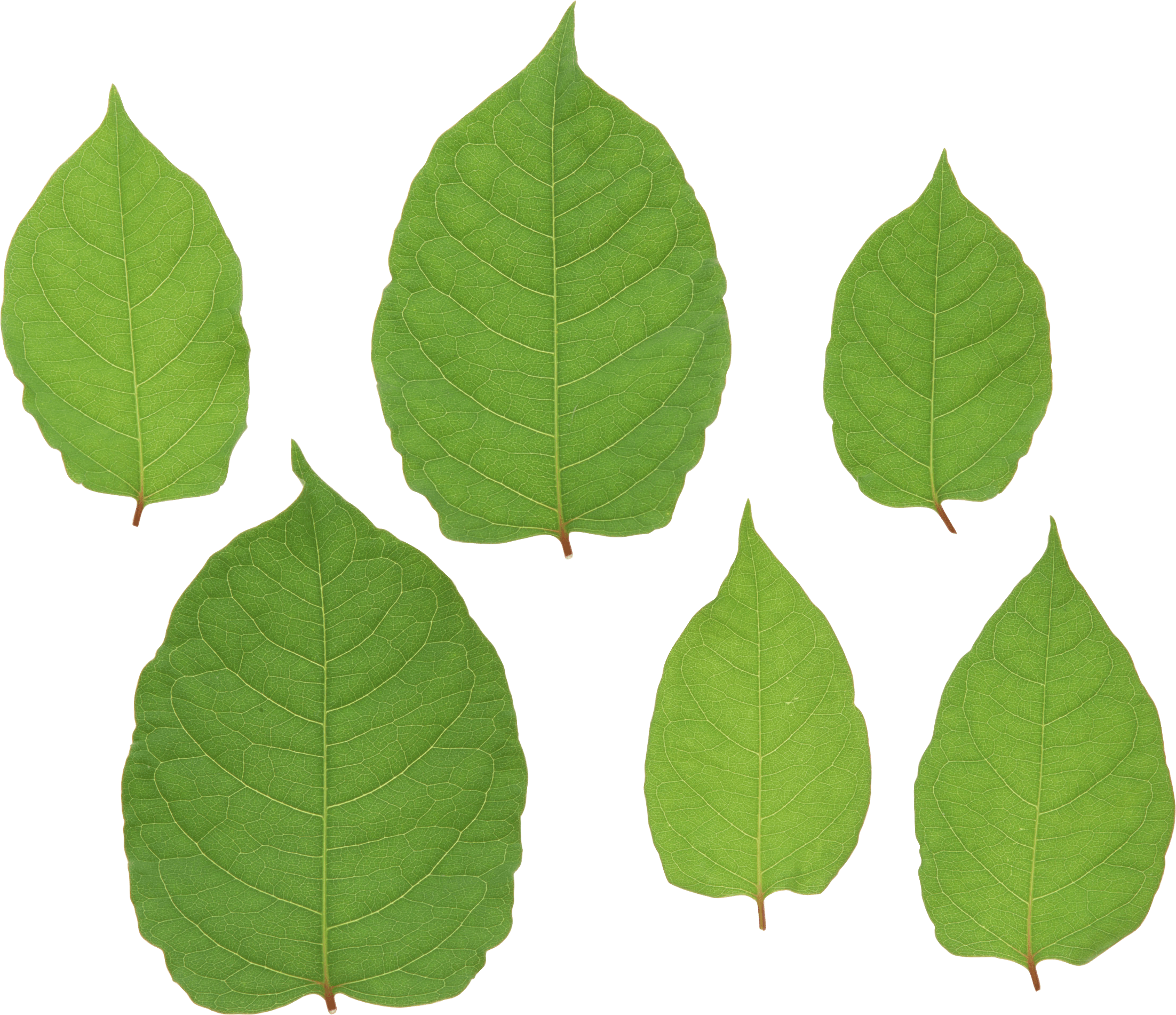 Green Leaf Png PNG Image