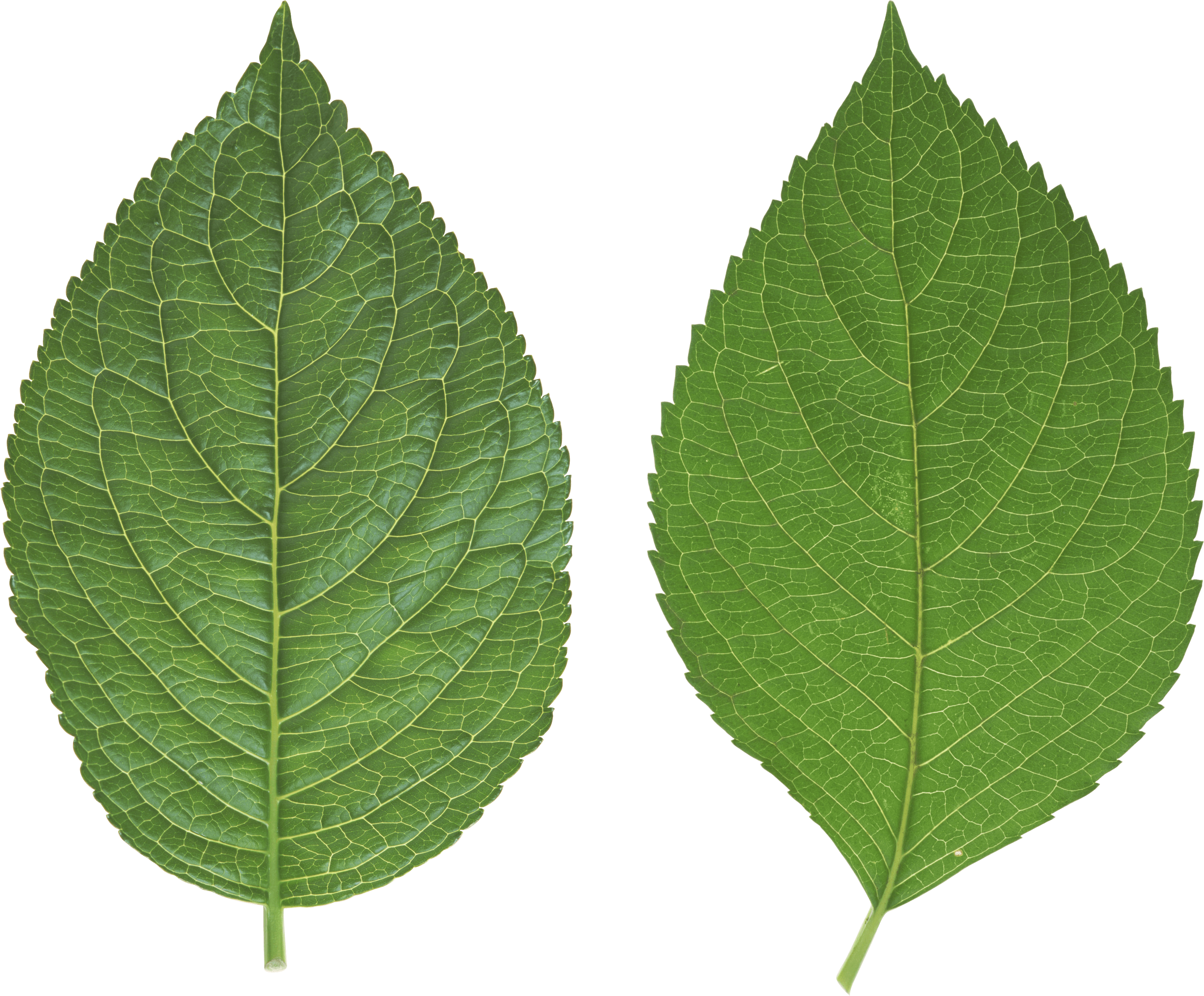 Green Leaf Png PNG Image