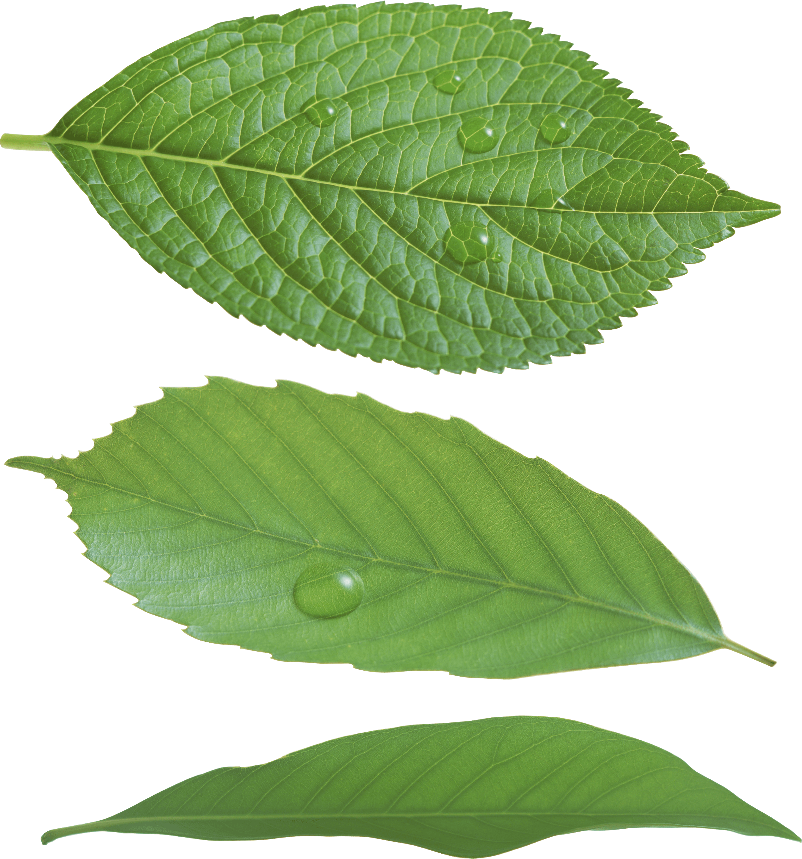 Green Leaf Png PNG Image