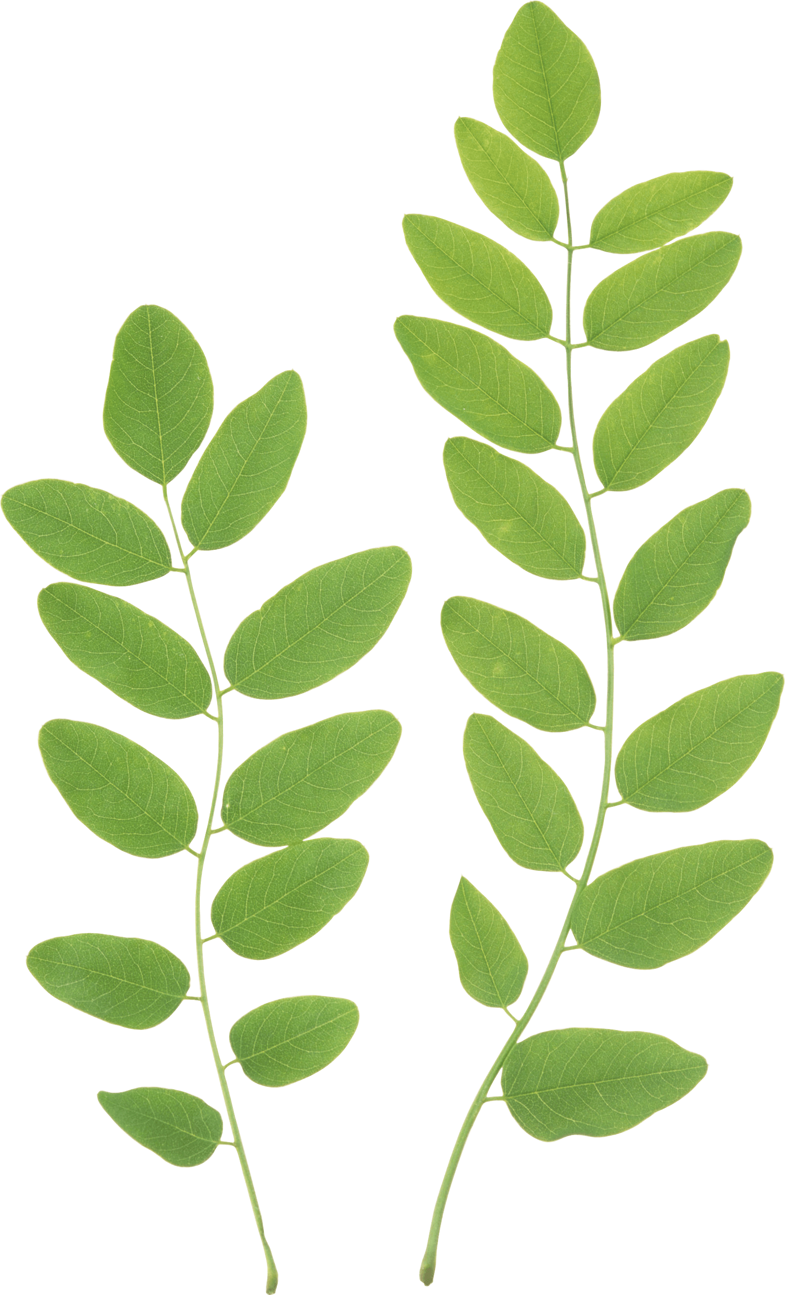 Green Leaf Png PNG Image