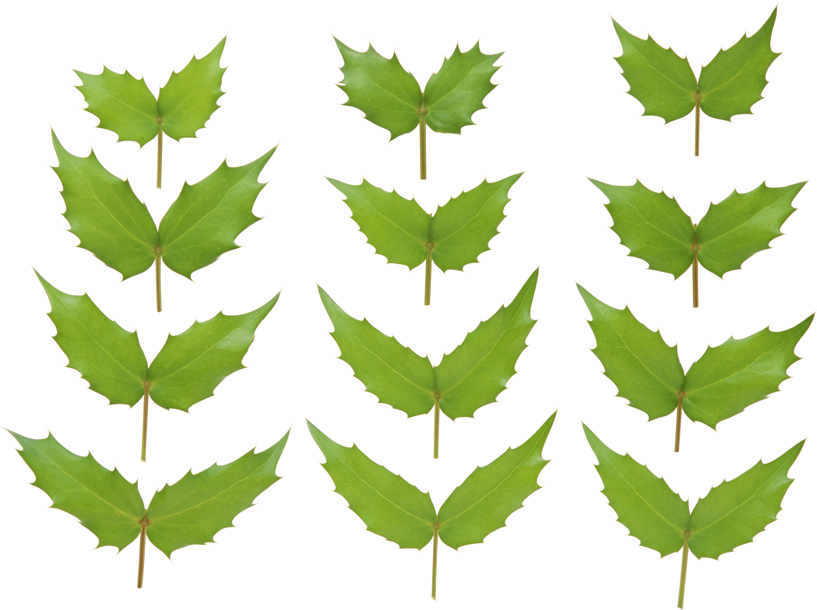 Green Leaf Png PNG Image