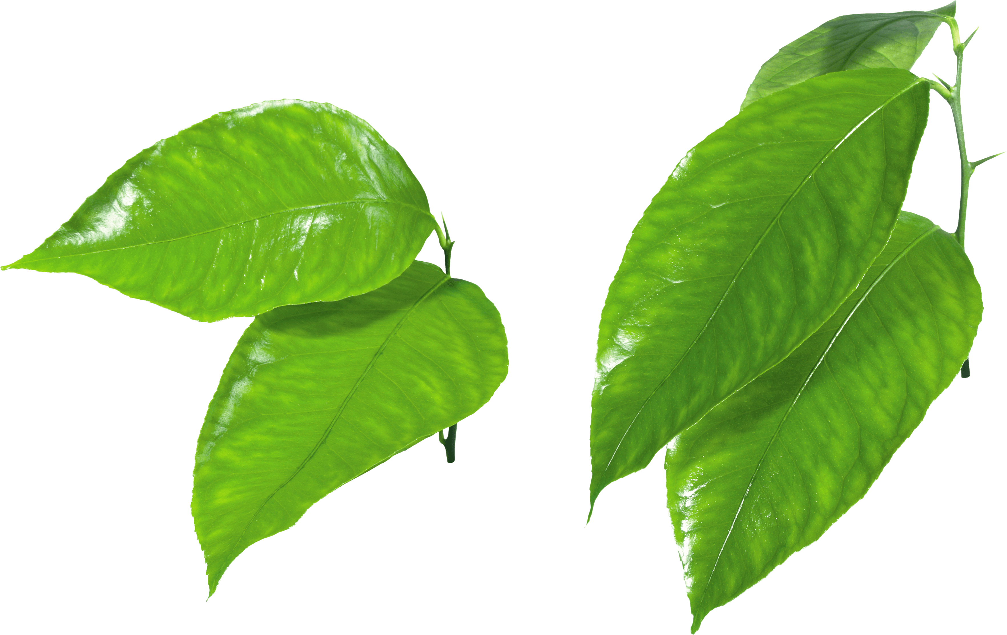 Green Leaf Png PNG Image