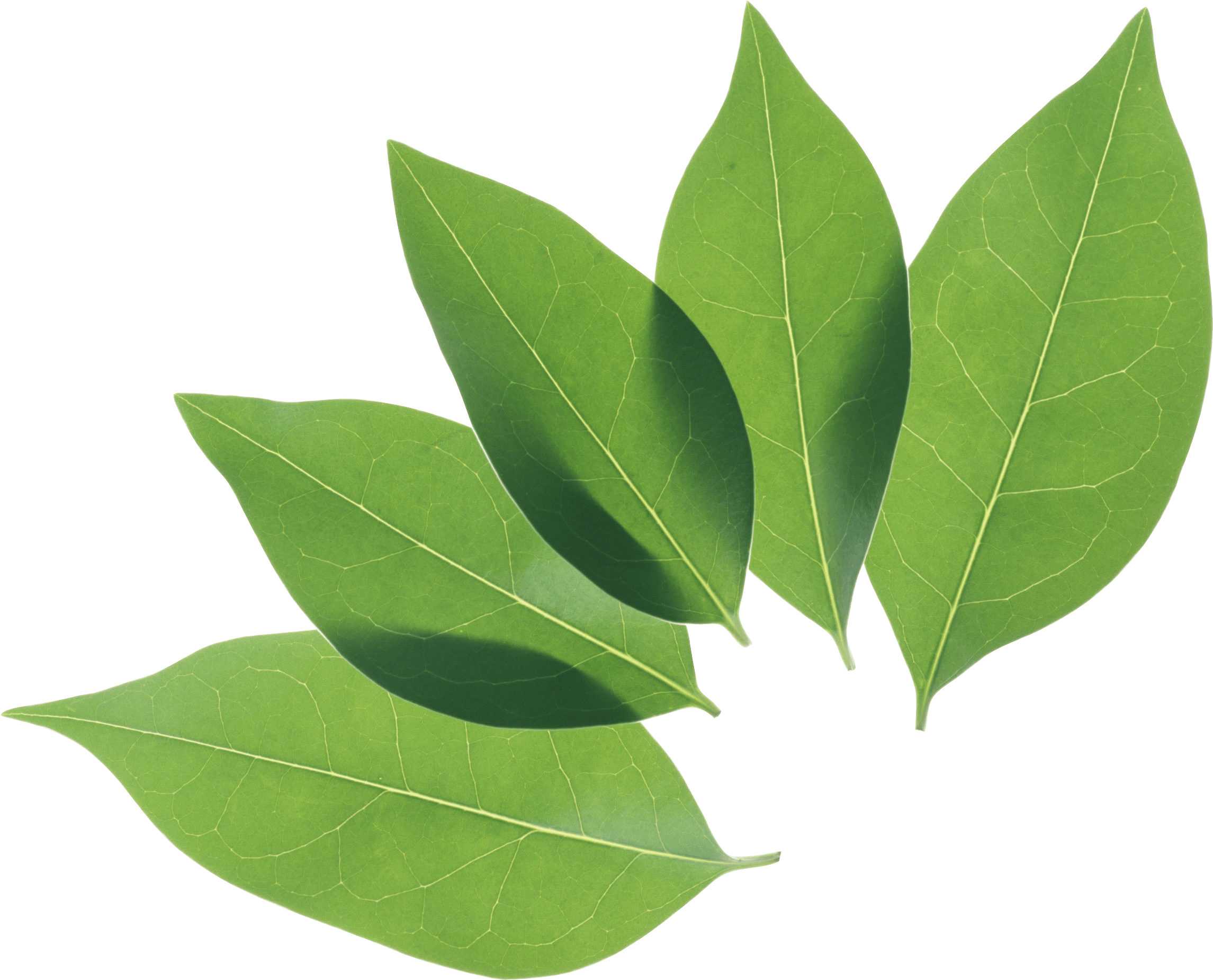 Green Leaf Png PNG Image