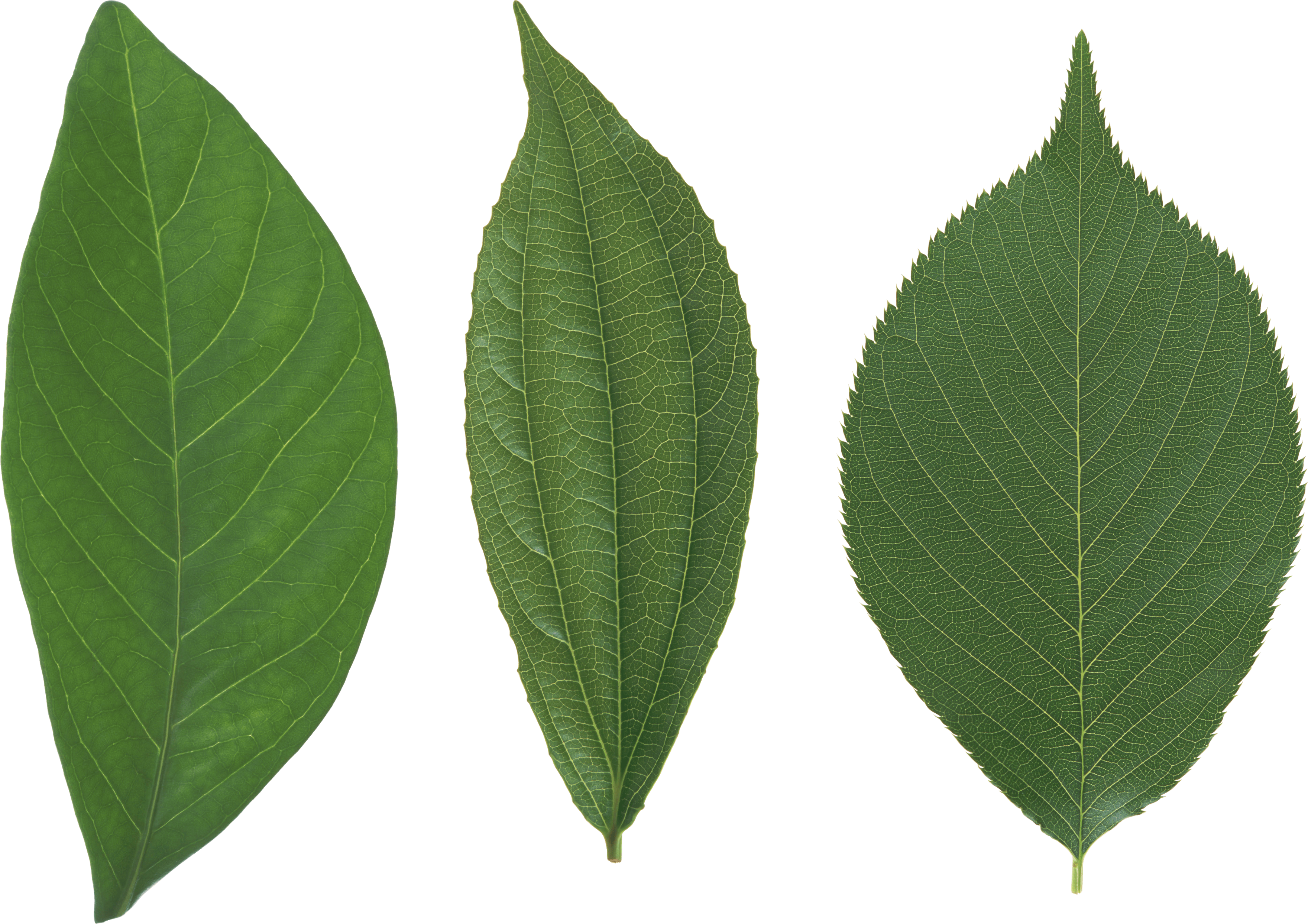 Green Leaf Png PNG Image