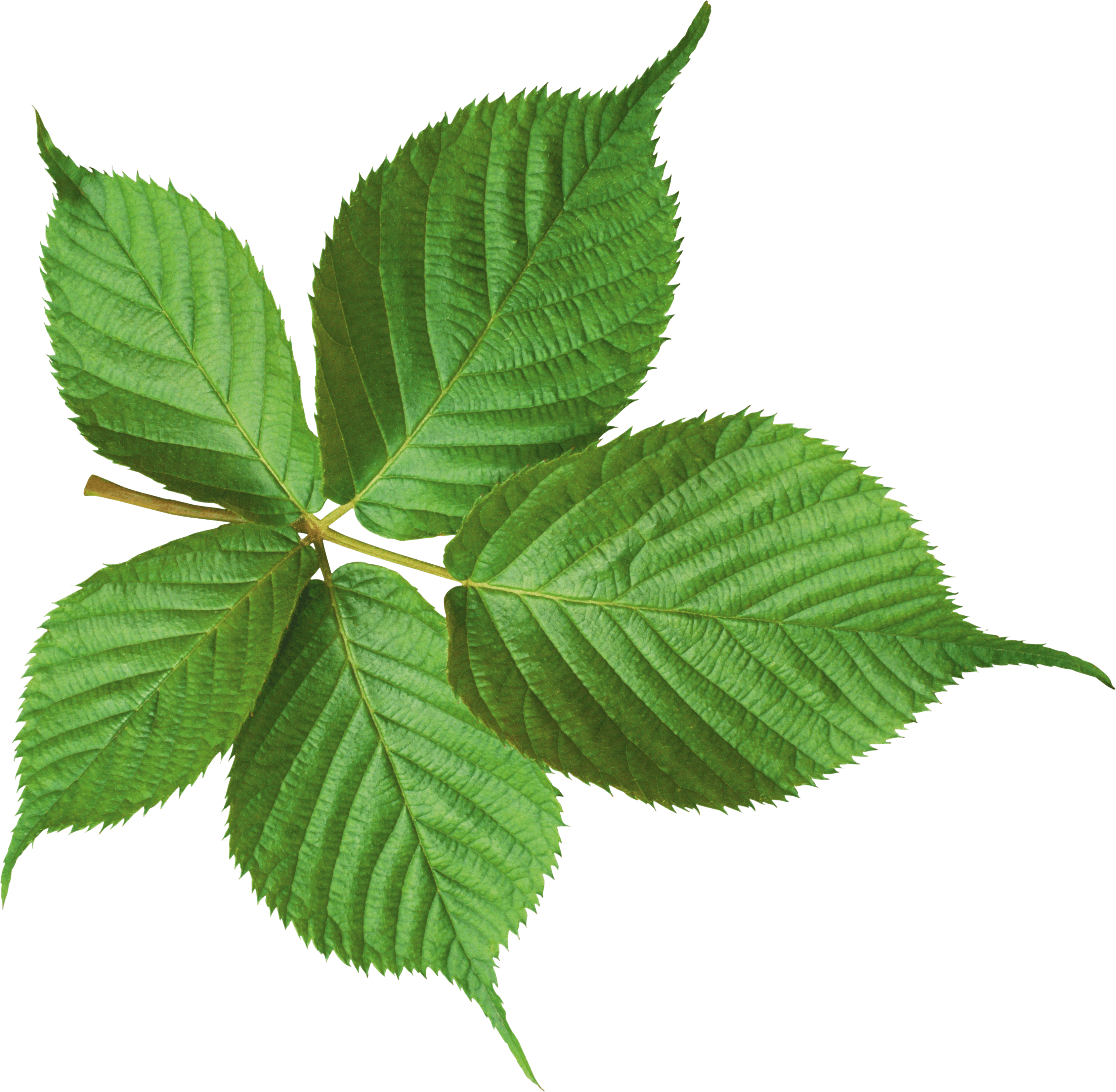 Green Leaf Png PNG Image