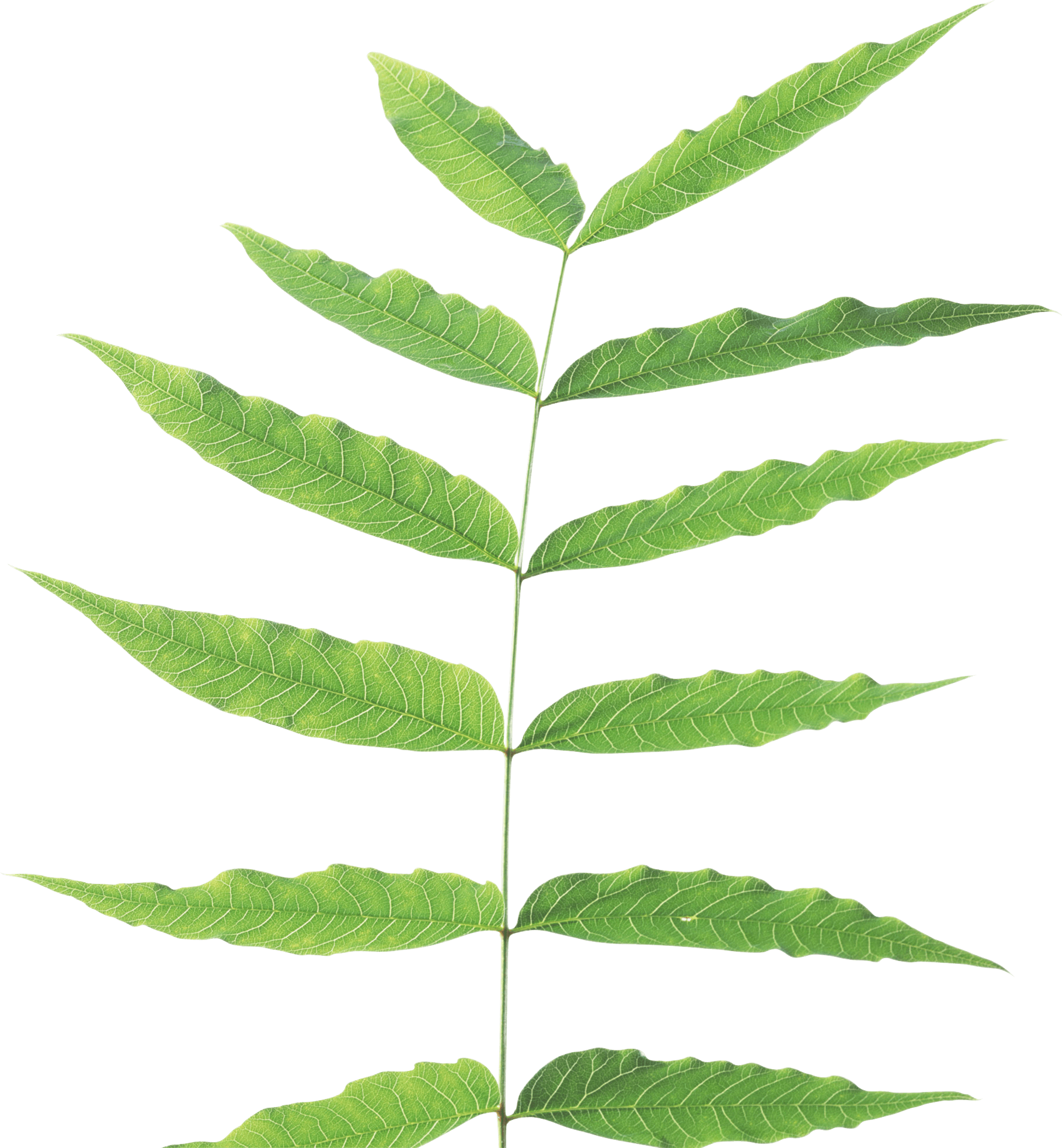 Green Leaf Png PNG Image