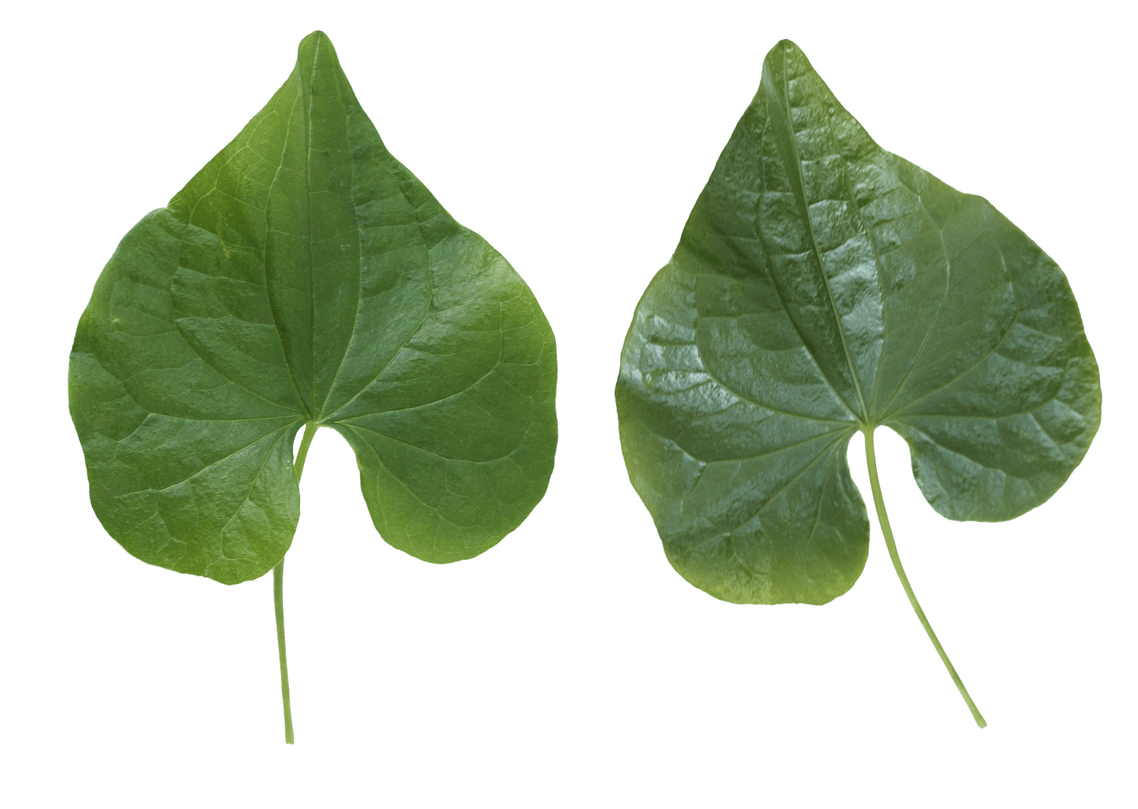 Green Leaf Png PNG Image