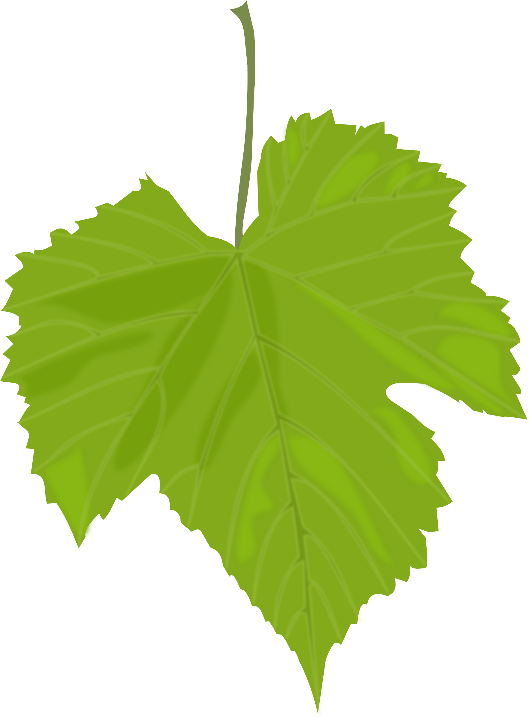 Green Leaf Png PNG Image