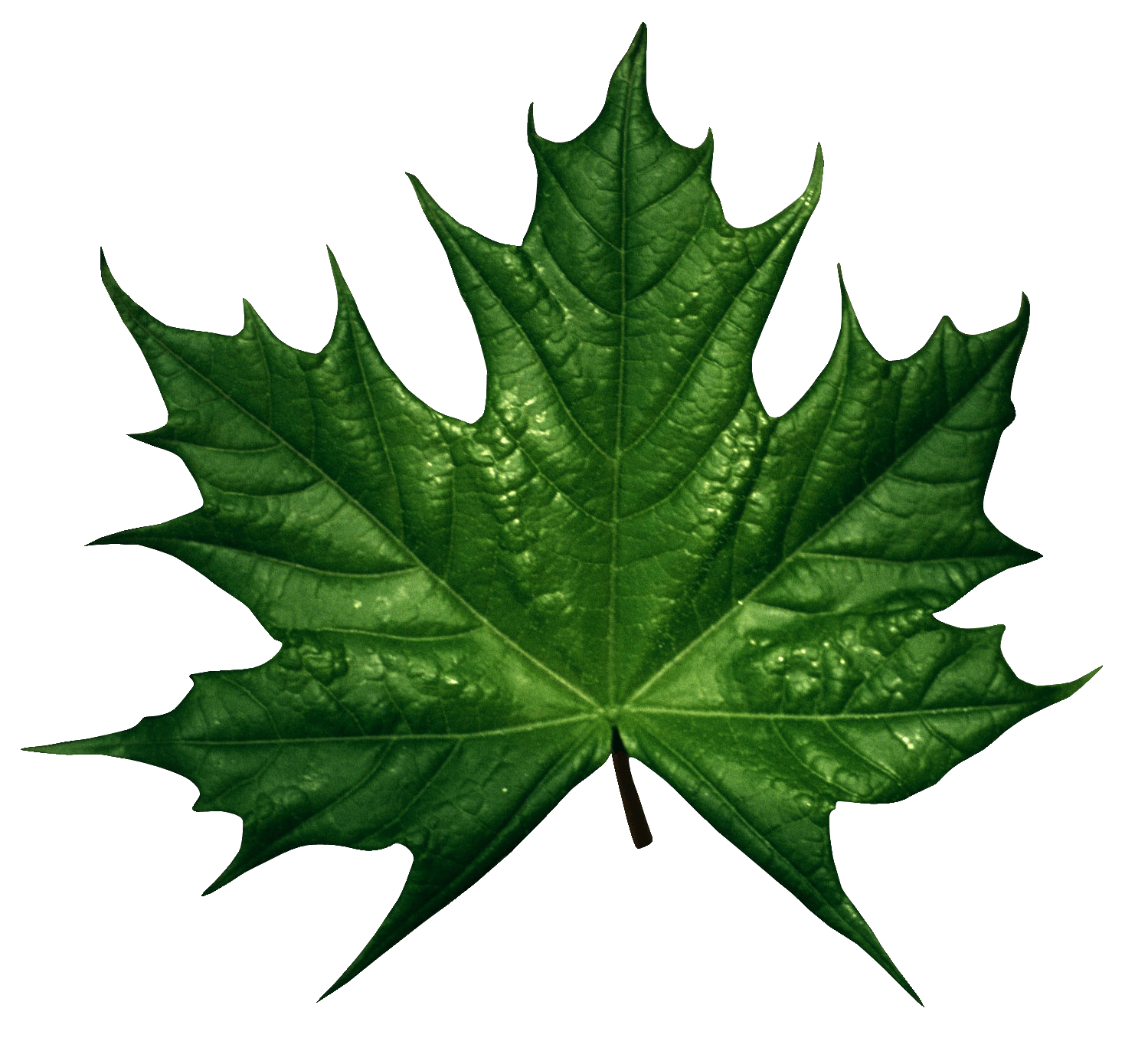 Green Leaf Png PNG Image