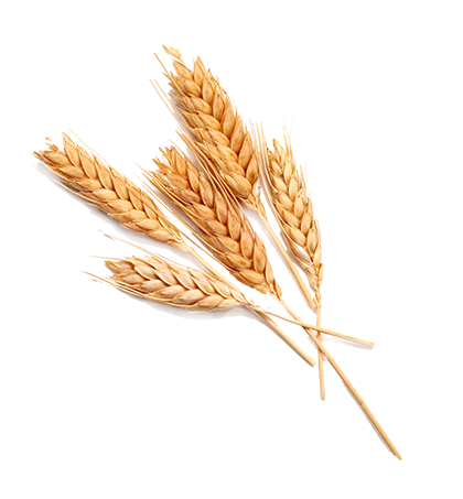 Grain Images Download HQ PNG PNG Image