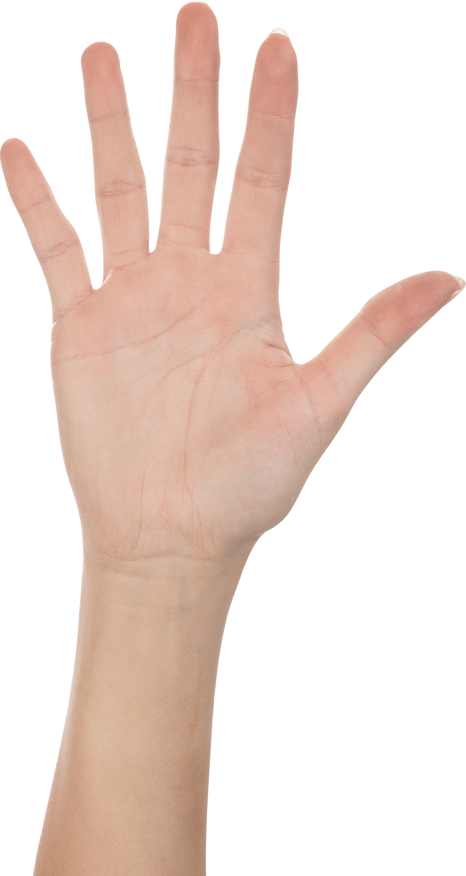 Hands Png Hand Image  PNG Image