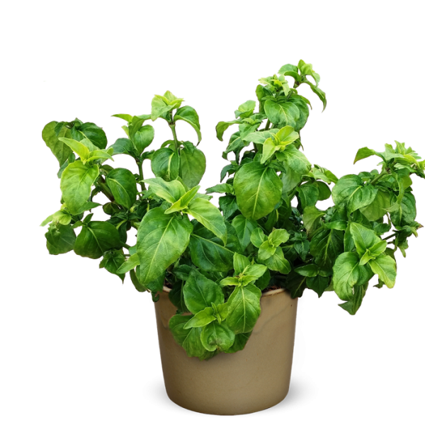 Herbs Pic Free HD Image PNG Image