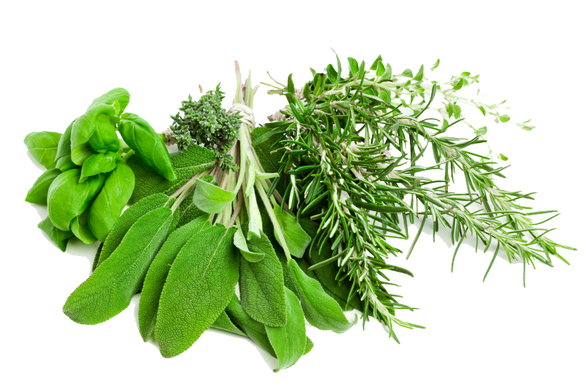 Herbs Leaf Free Transparent Image HD PNG Image