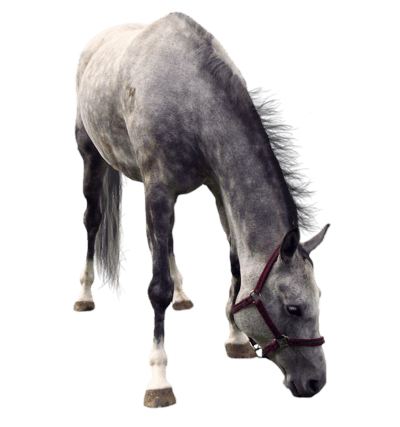 Horse Png Image PNG Image