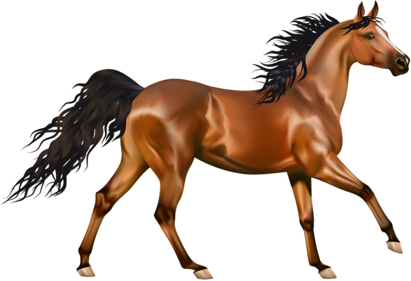 Brown Horse Arabian PNG Free Photo PNG Image