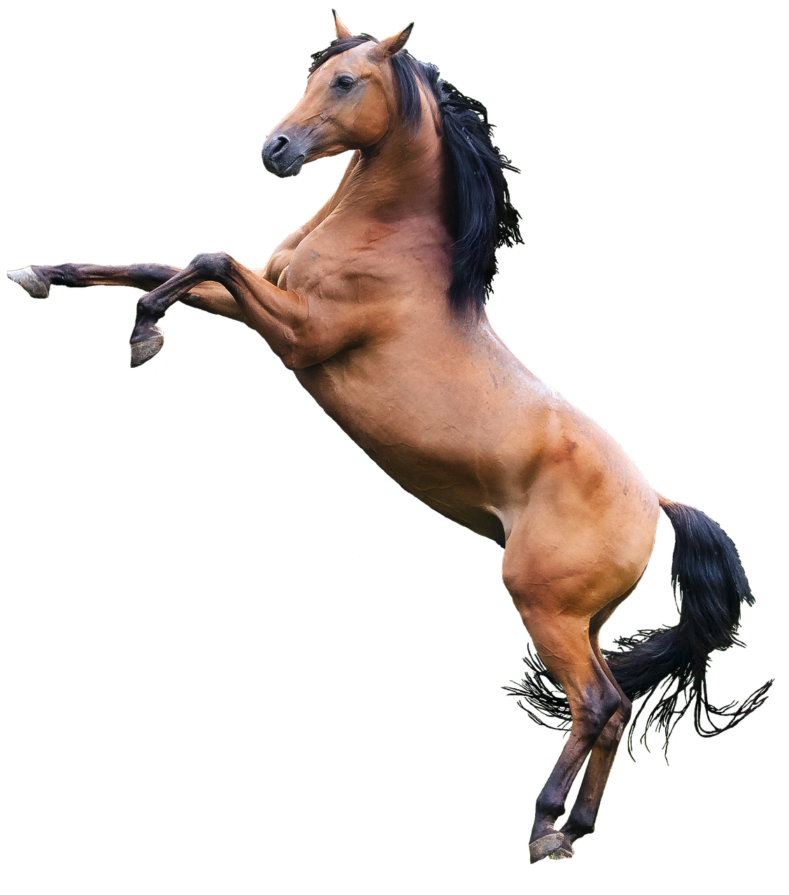 Brown Horse Arabian HQ Image Free PNG Image