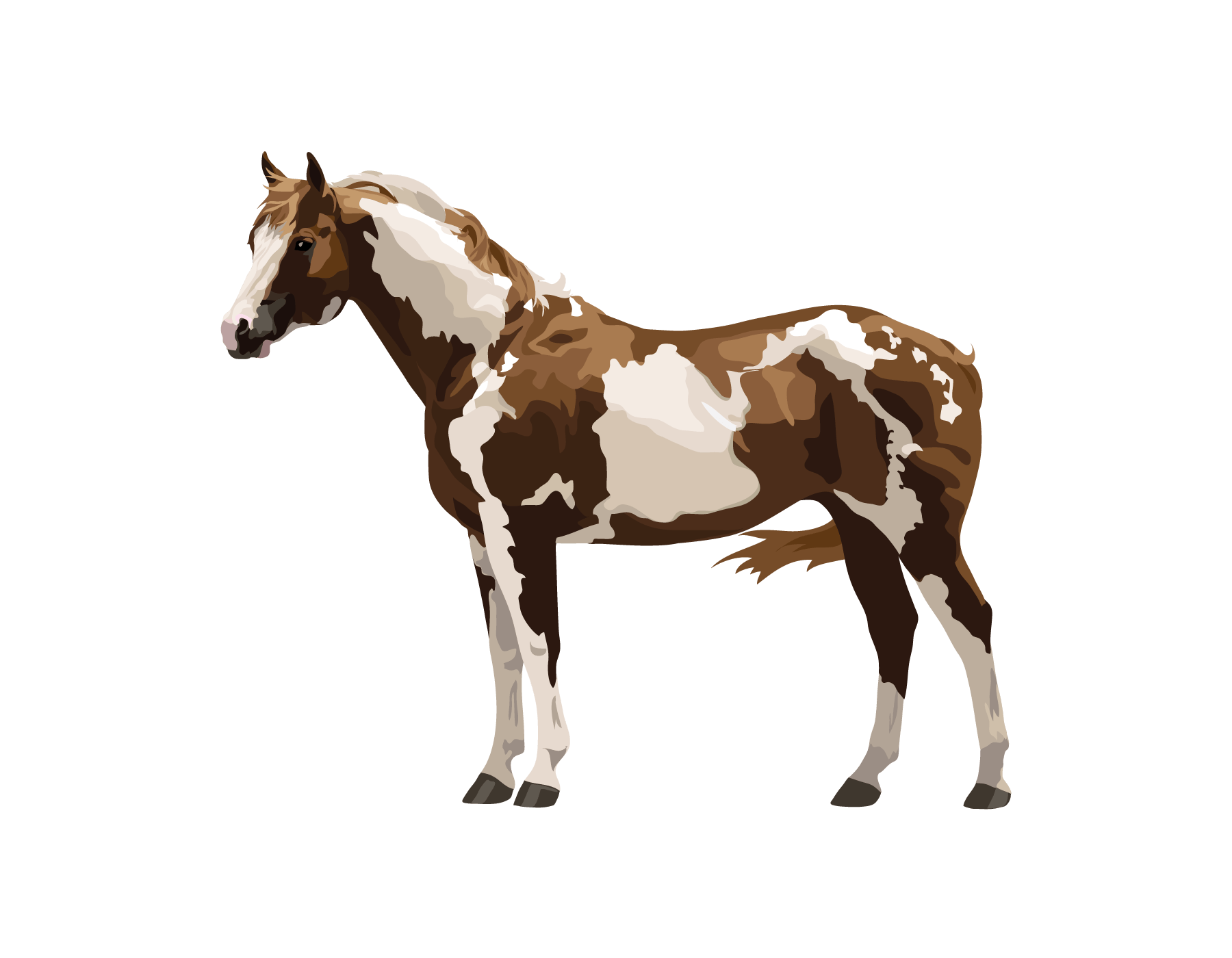 Farm Horse Arabian Free HD Image PNG Image