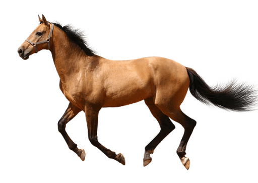 Farm Horse Arabian PNG File HD PNG Image