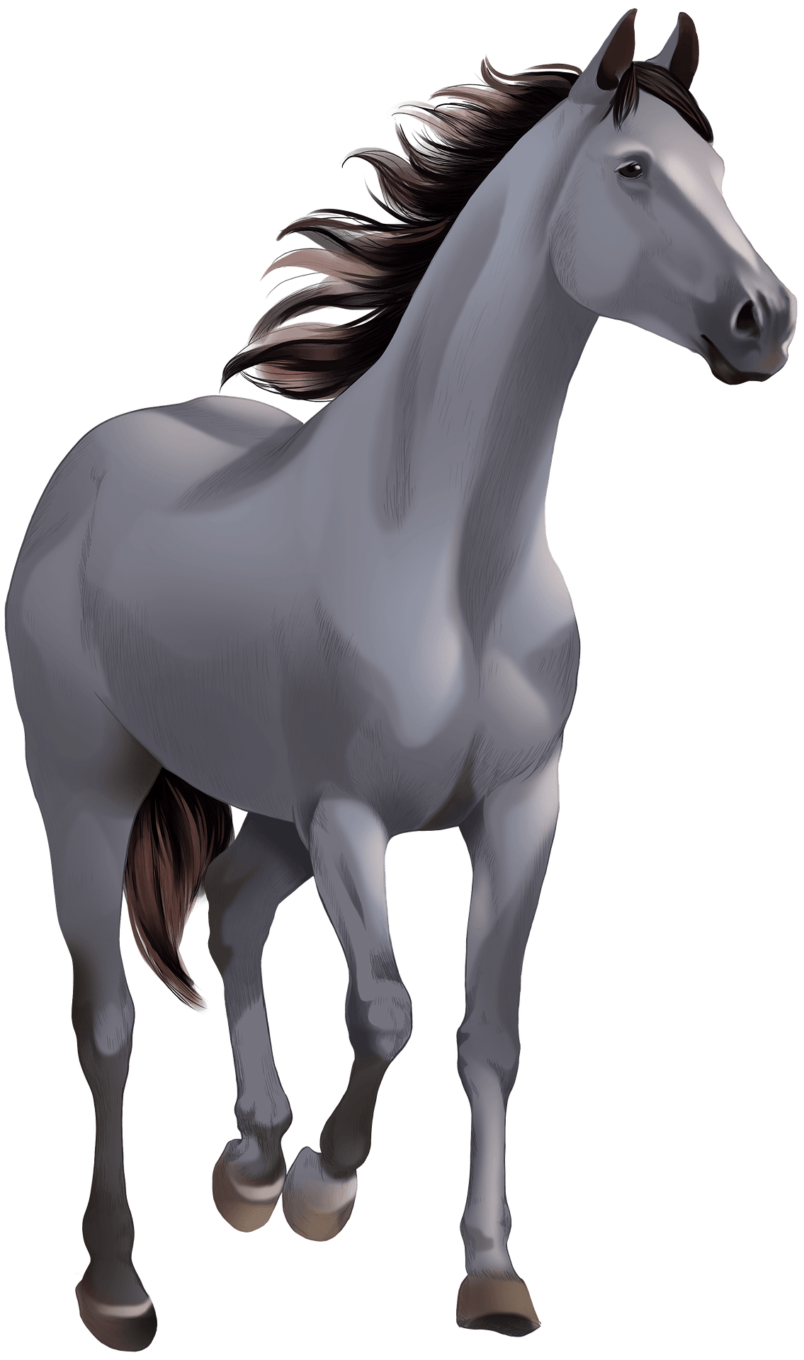 Farm Horse Arabian Free Clipart HD PNG Image