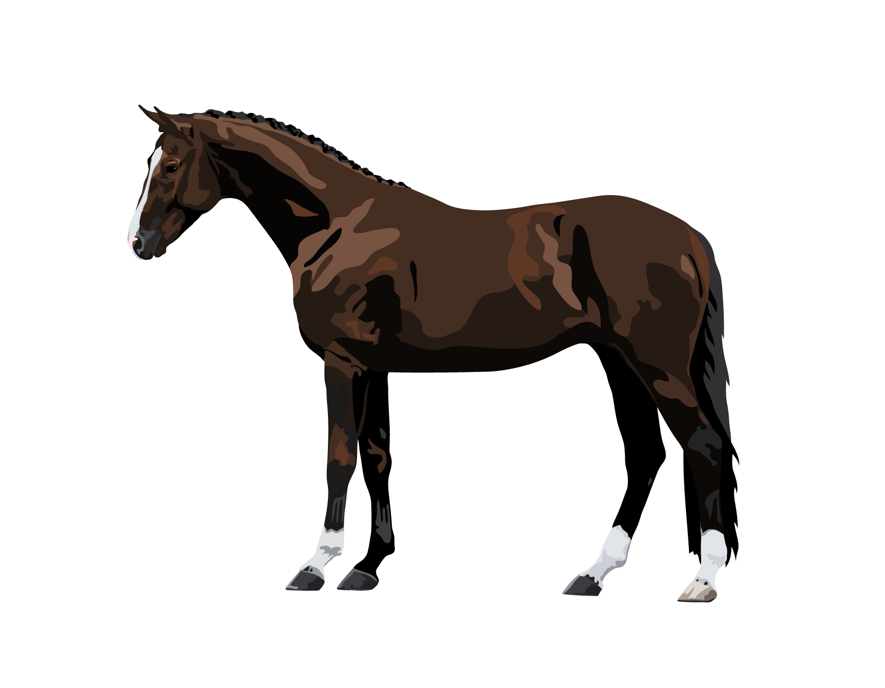 Farm Horse Morgan Free Transparent Image HQ PNG Image