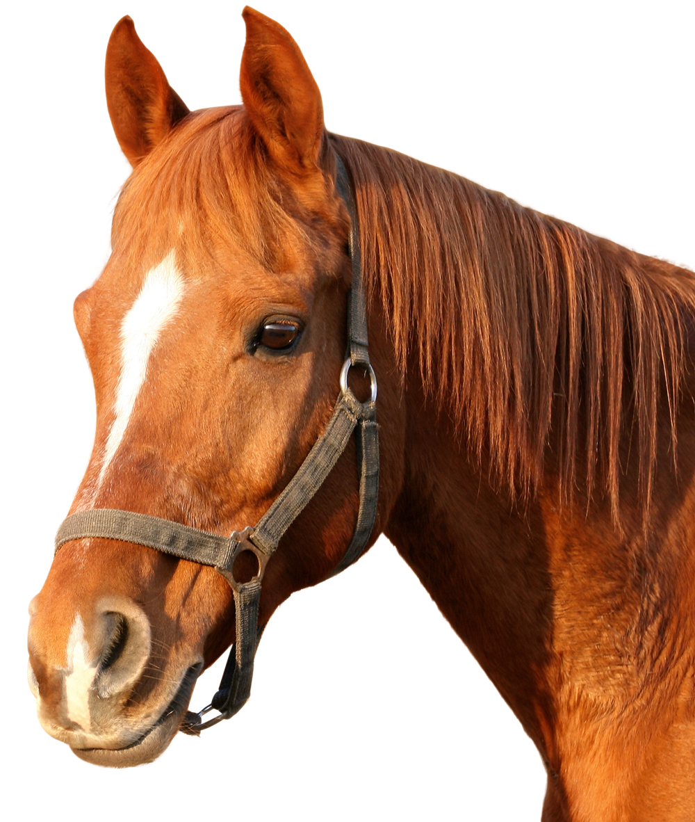 Horse Morgan Free HQ Image PNG Image