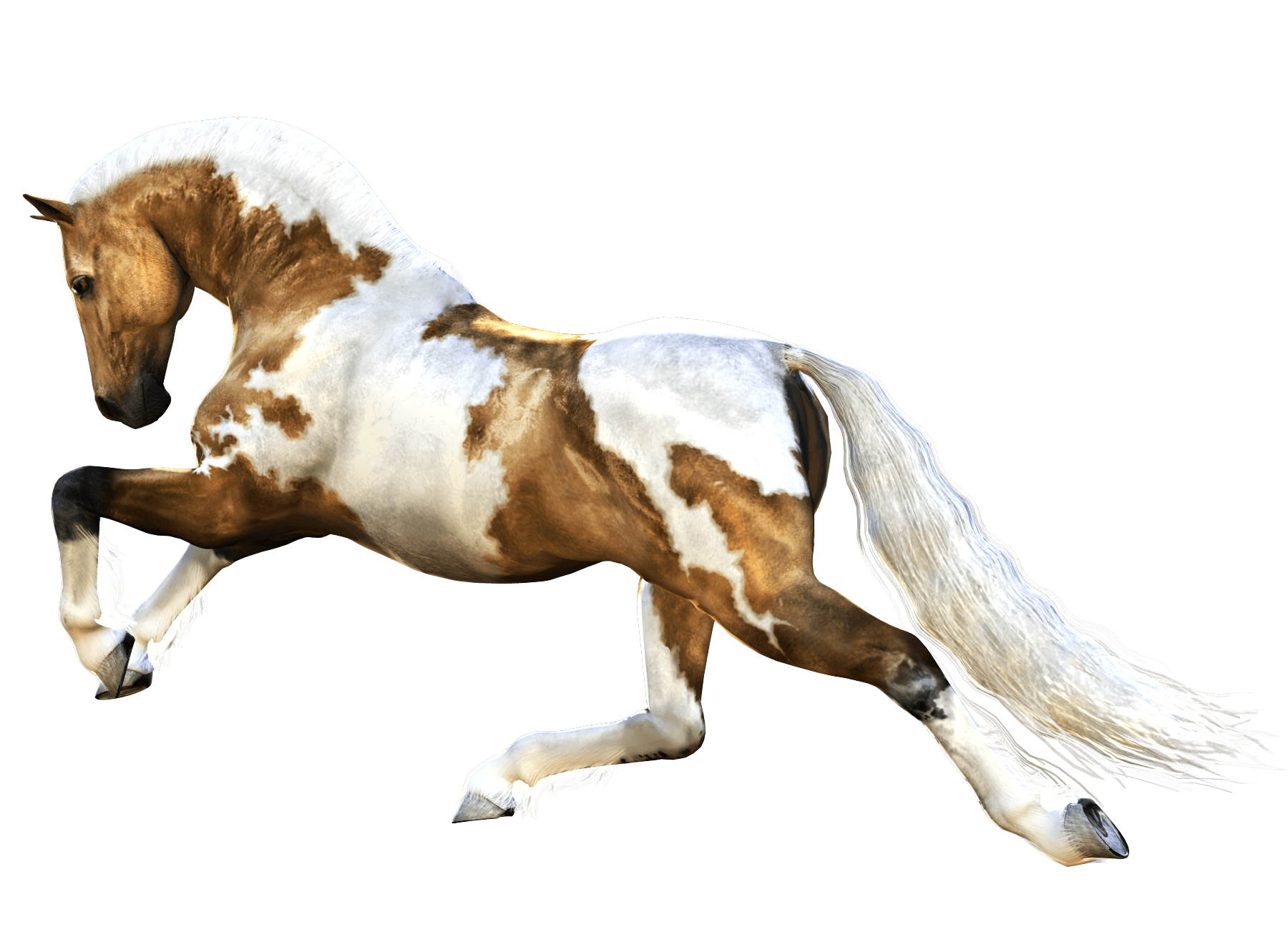 Horse Png Image PNG Image