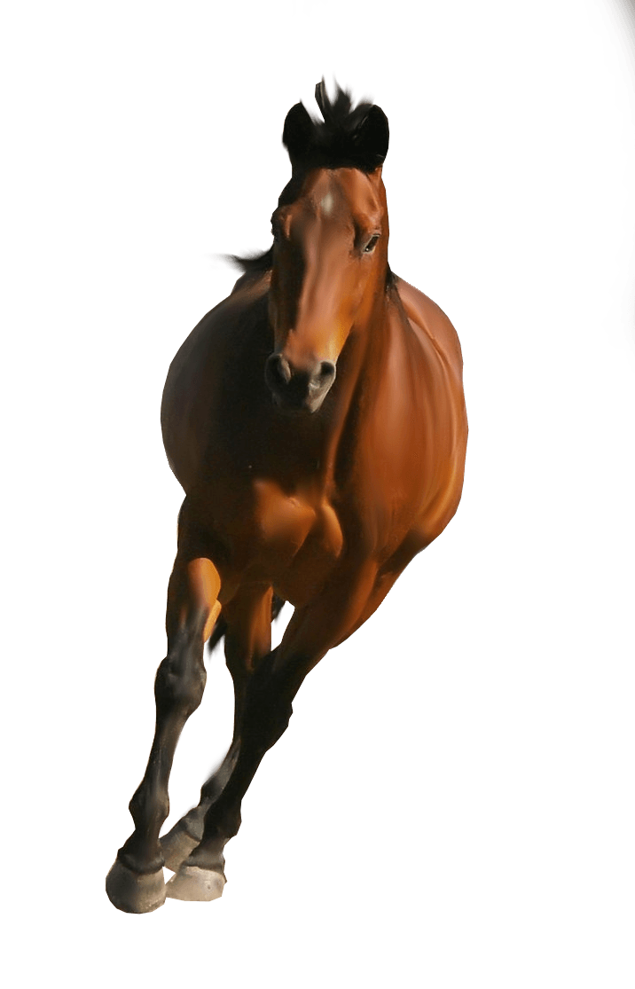 Horse Png Image PNG Image