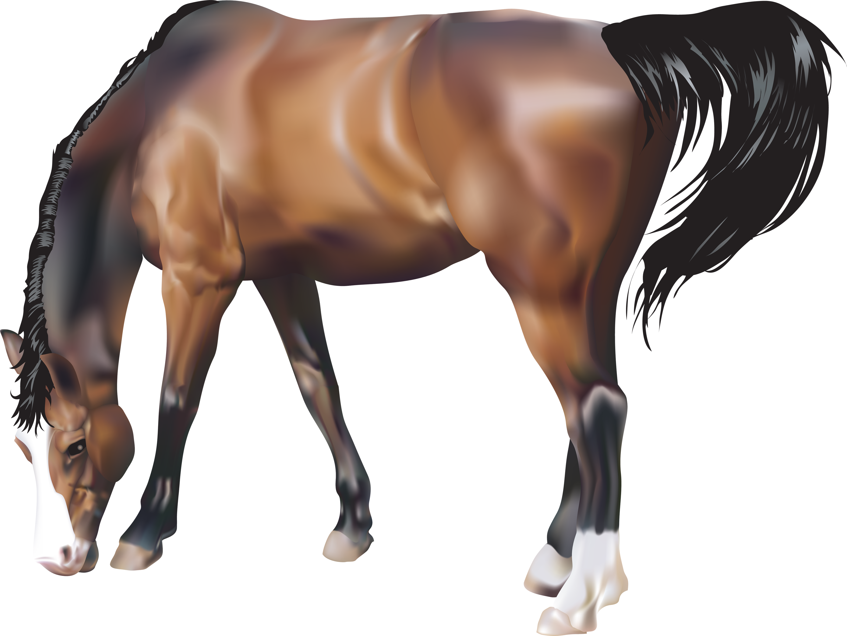 Horse Transparent PNG Image