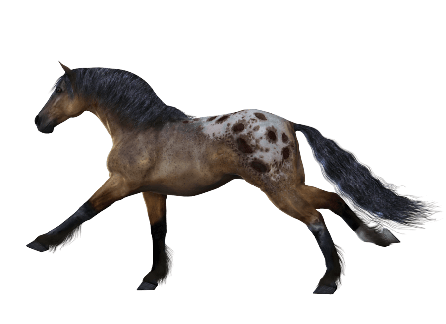 Horse Png Image PNG Image