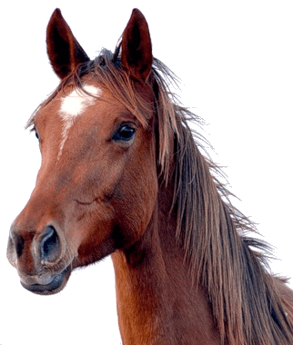 Horse Png Image PNG Image