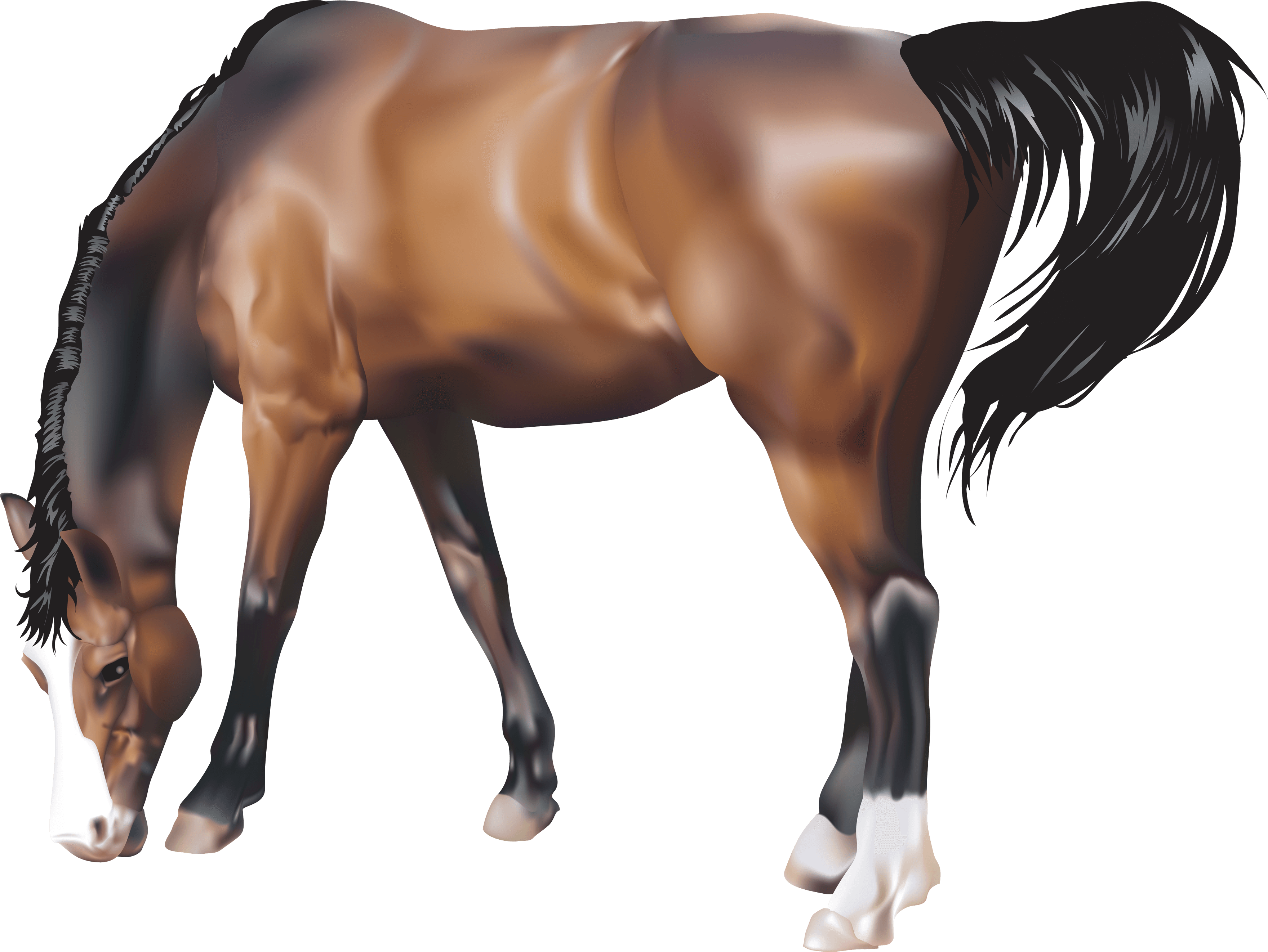 Horse Png Image PNG Image