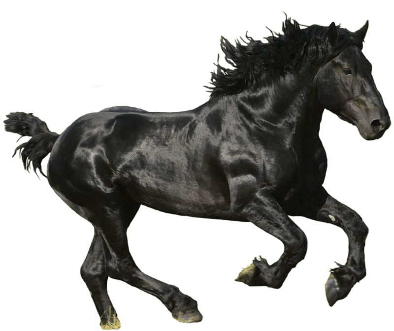 Horse Png Image PNG Image