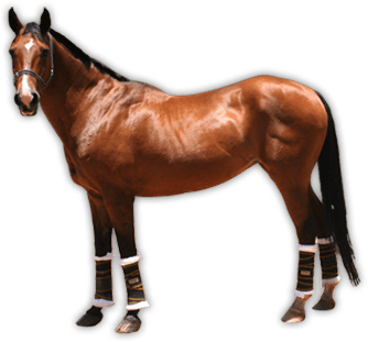 Clipart Brown Horse Png Image Download Picture Transparent Background PNG Image