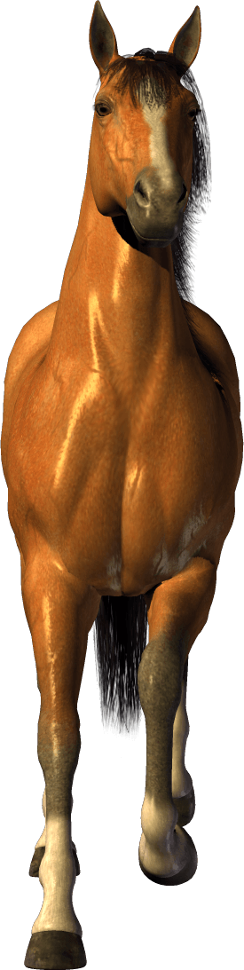 Brown Horse Png Image Download Picture Transparent Background PNG Image