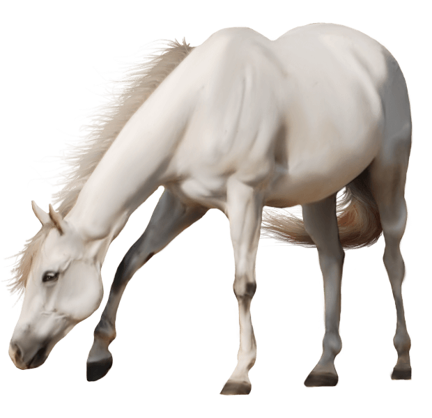 White Horse Png Image PNG Image