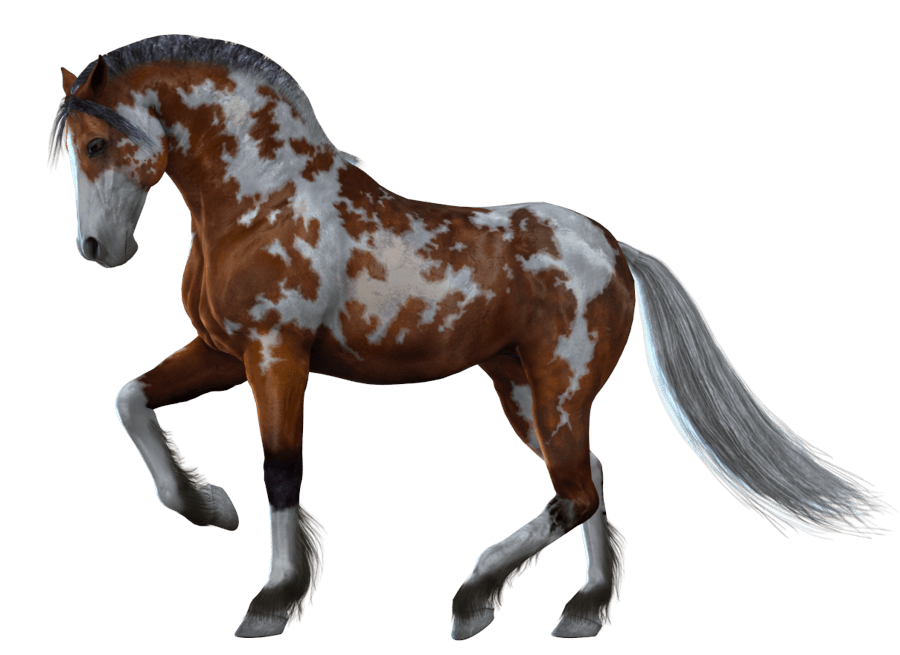 Horse Png Image PNG Image