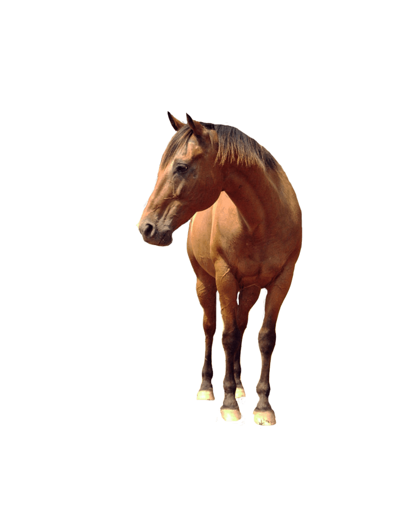 Horse Png Image PNG Image