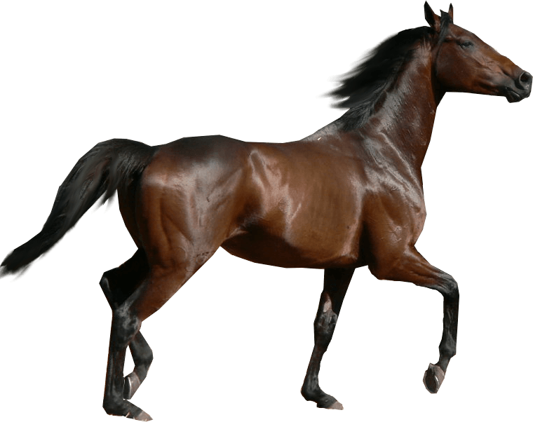 Horse Png Image PNG Image