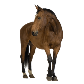 Horse Png Image PNG Image