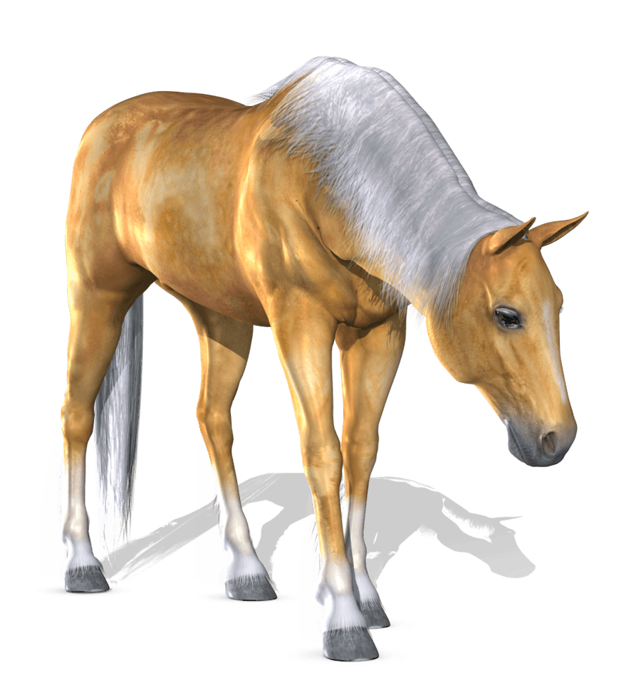 Horse Png Image PNG Image