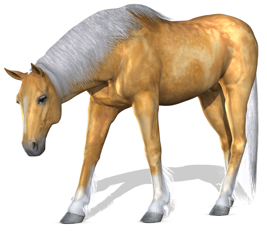 Horse Png Image PNG Image