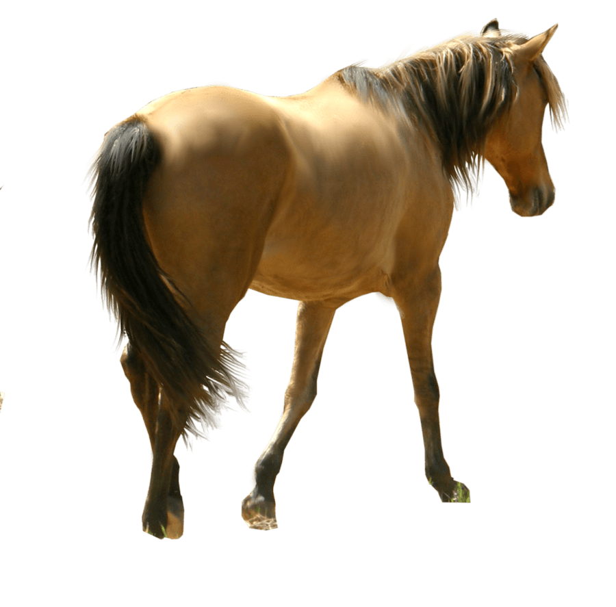 Horse Png Image PNG Image