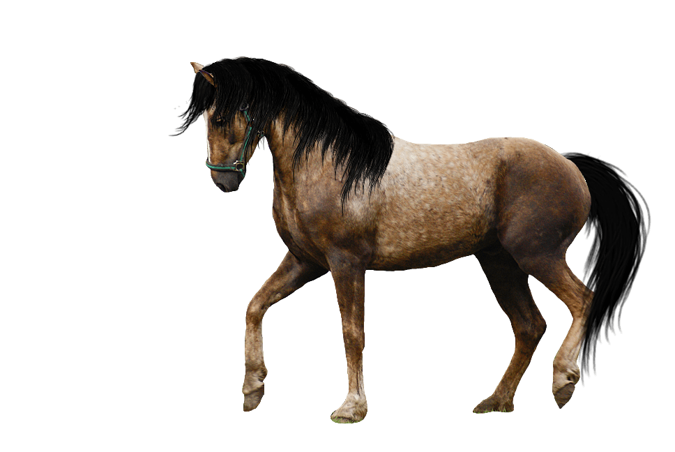 Horse Png Image PNG Image