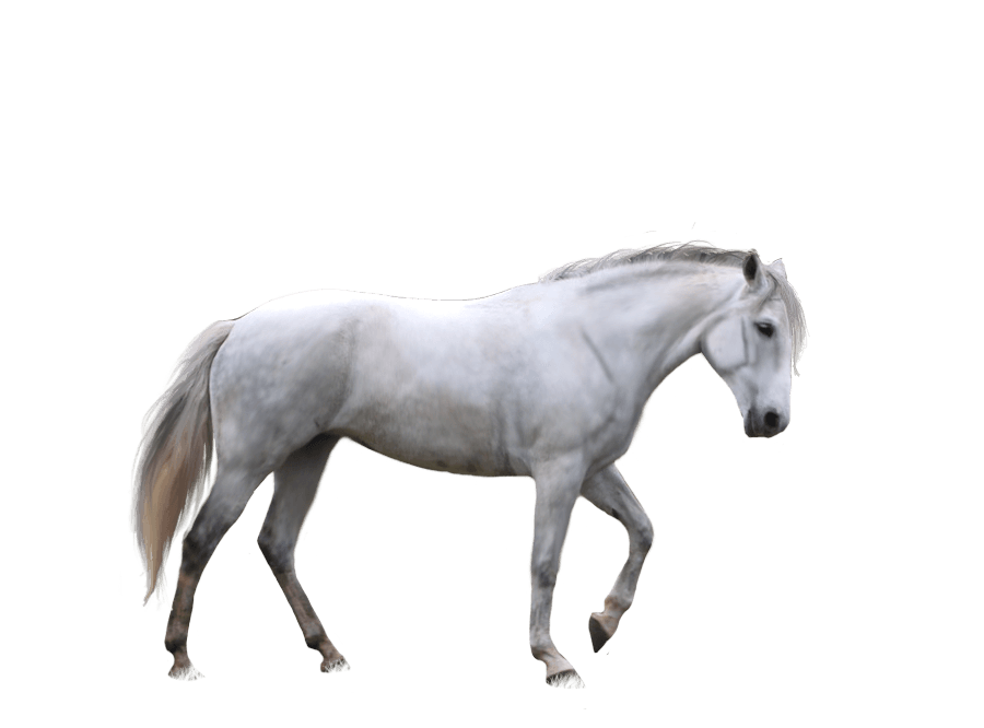 Horse Png Image PNG Image