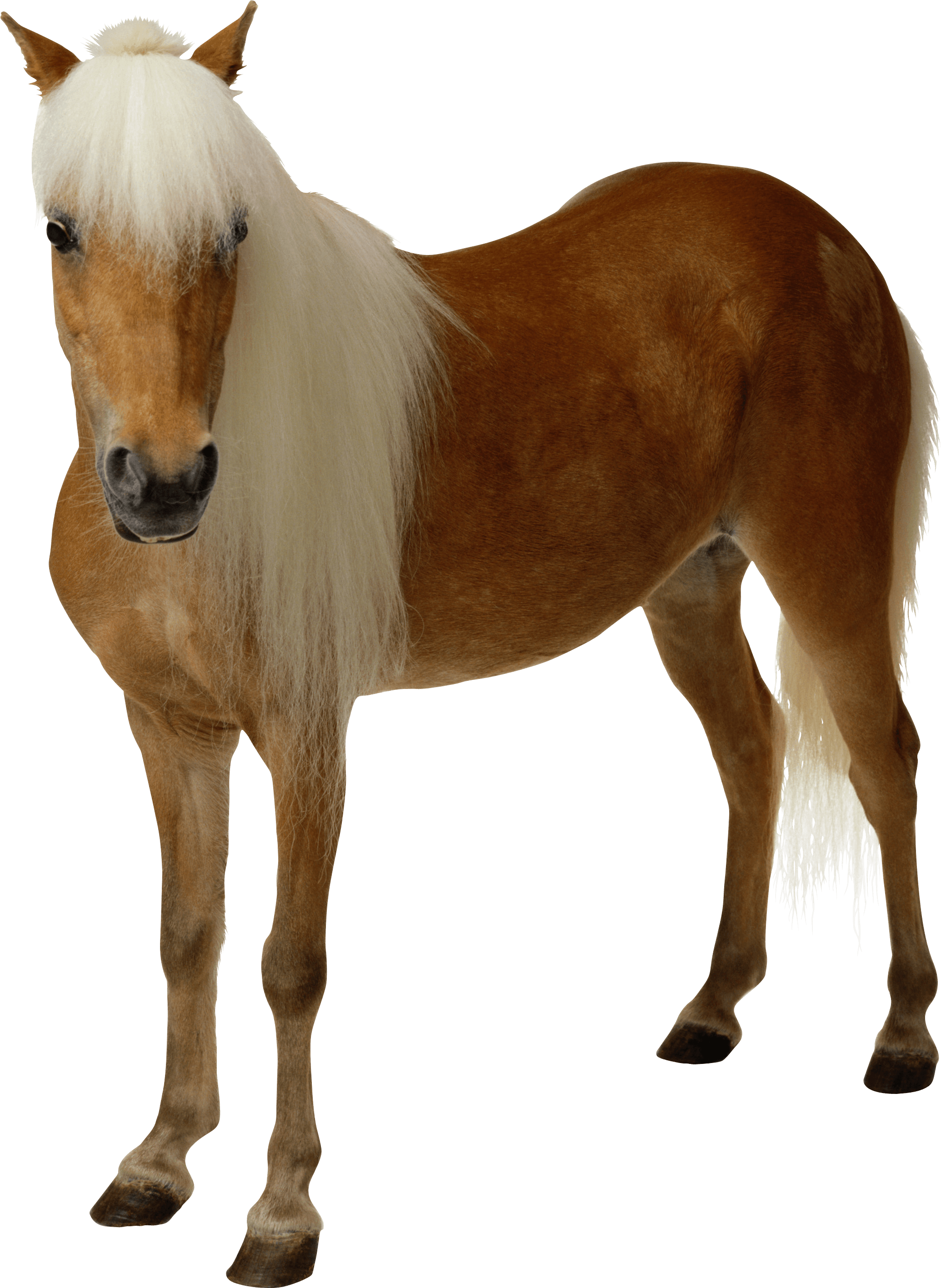 Horse Png Image PNG Image