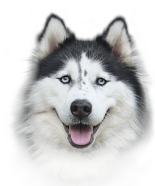 Husky Photos PNG Image