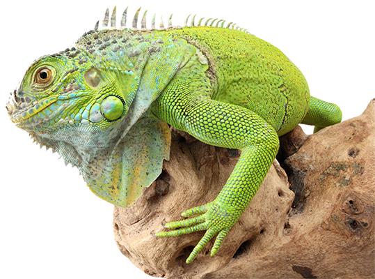 Iguana Transparent PNG Image